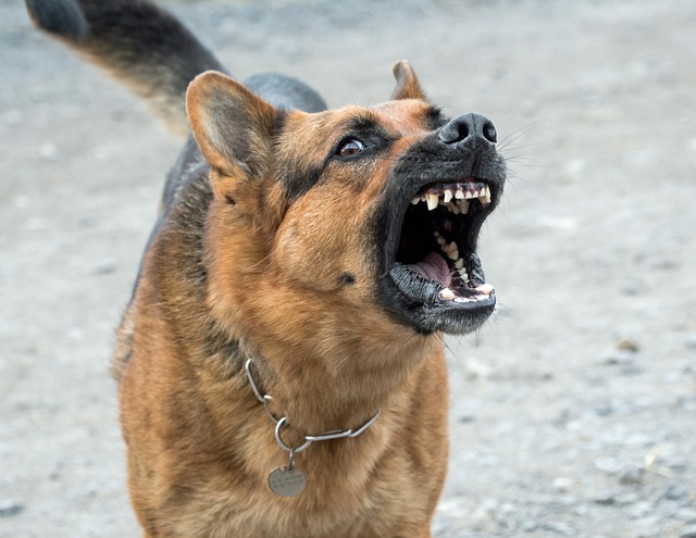 dog gd1fa94606 640